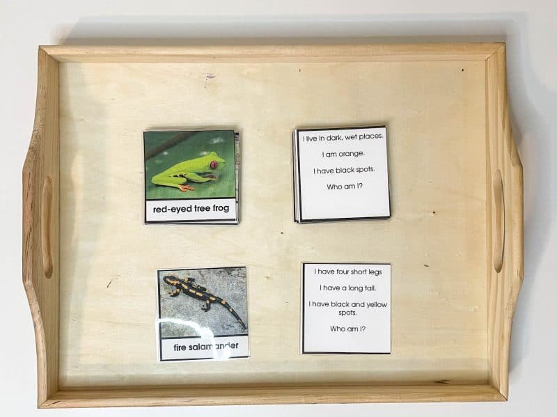 Who am I amphibian cards activity.